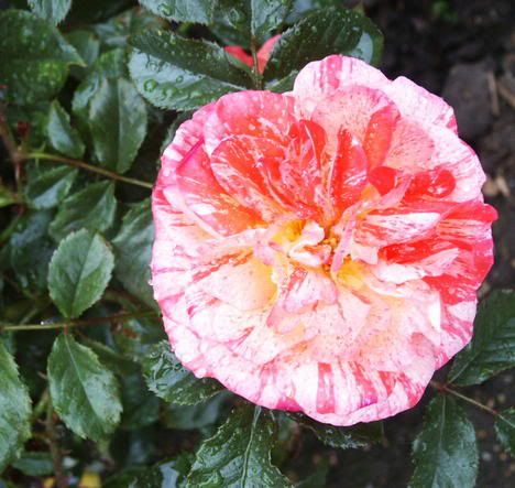 photo ModernMagic060605.jpg